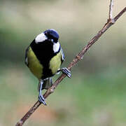 Great Tit