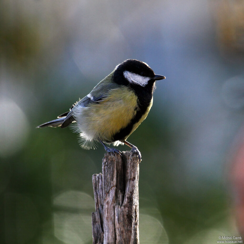 Mésange charbonnière mâle adulte