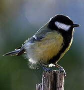 Mésange charbonnière