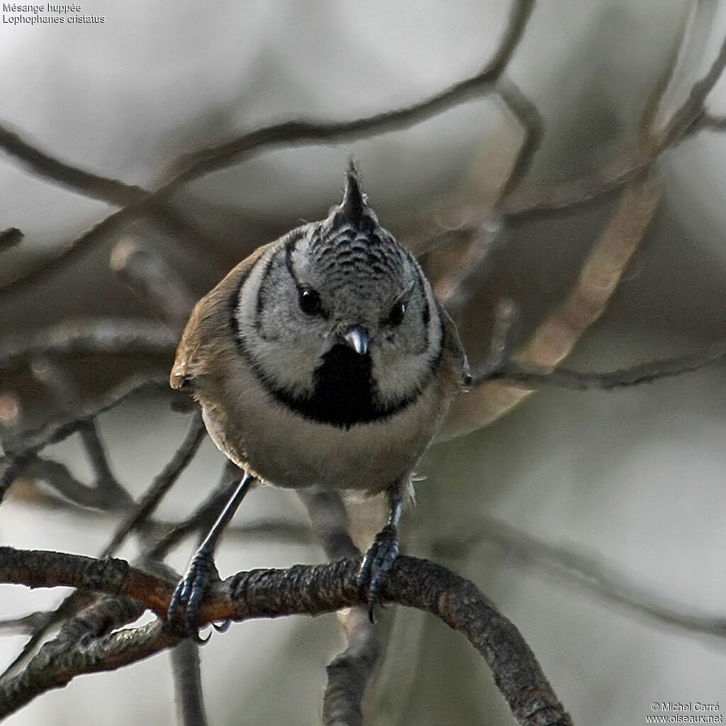 Mésange huppéeadulte