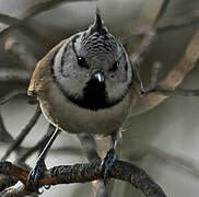 European Crested Tit