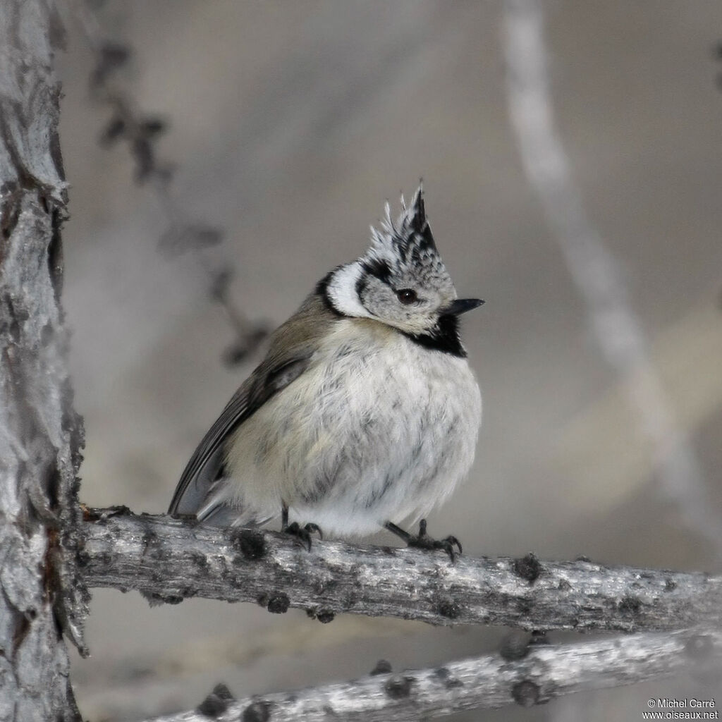 Mésange huppéeadulte