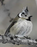 European Crested Tit