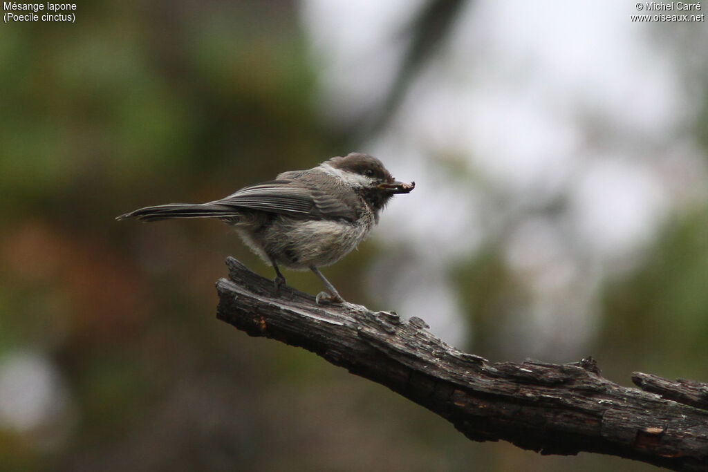 Grey-headed Chickadee