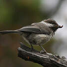 Mésange lapone