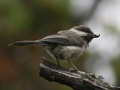 Grey-headed Chickadee