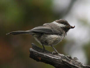 Mésange lapone