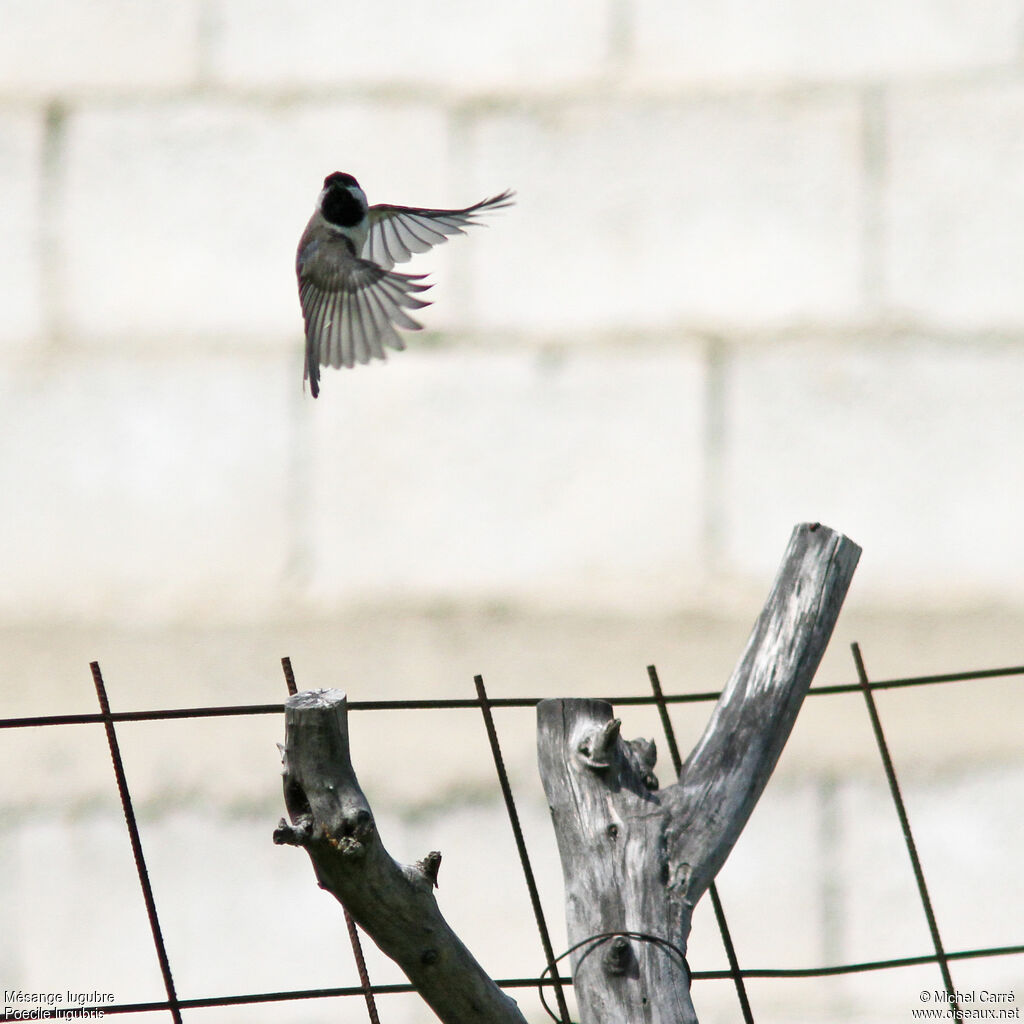 Mésange lugubre