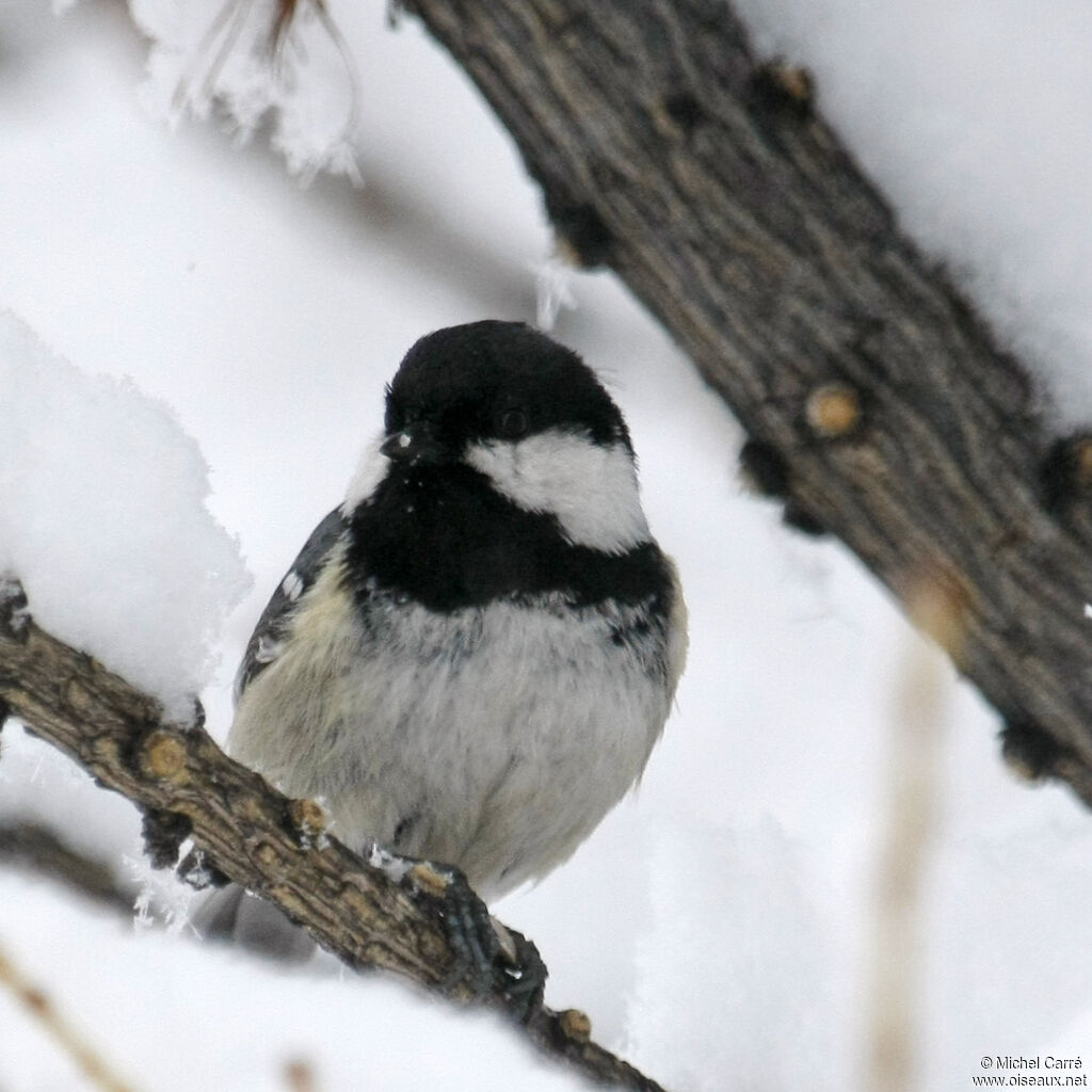 Mésange noireadulte