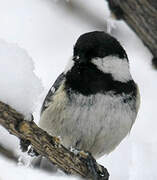 Coal Tit