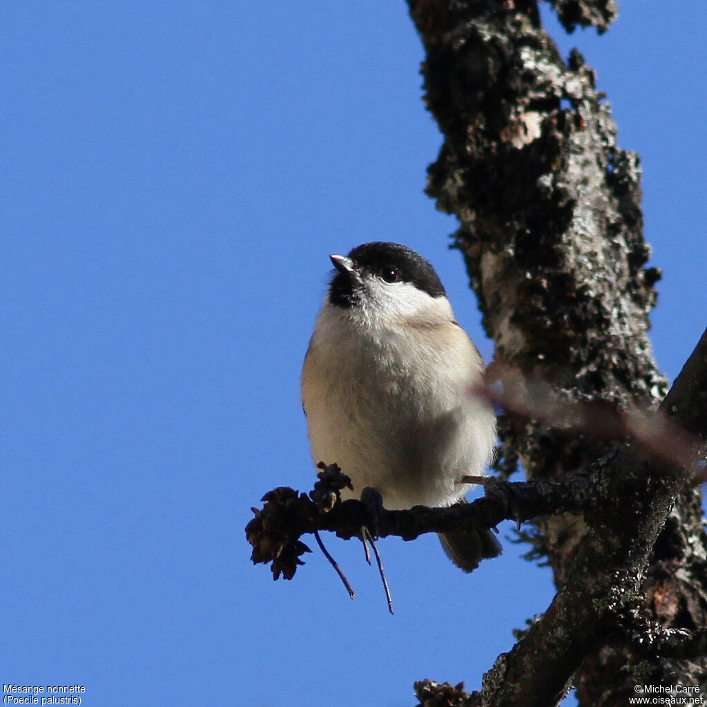 Marsh Tit