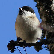 Marsh Tit