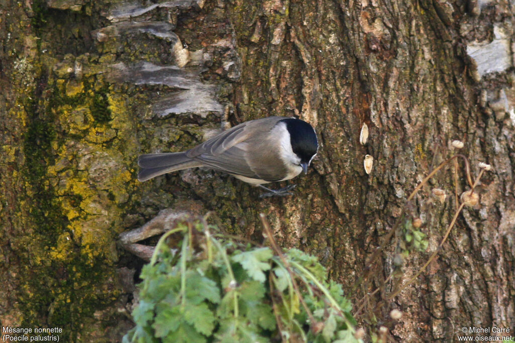 Marsh Tit