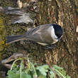 Mésange nonnette