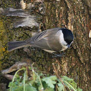 Marsh Tit