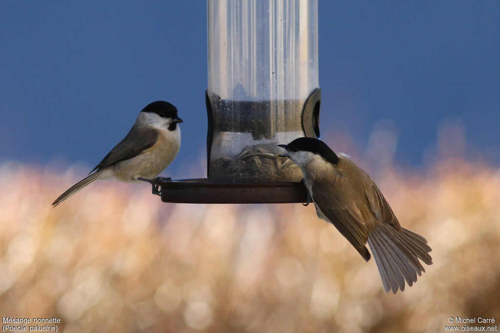 Marsh Tit