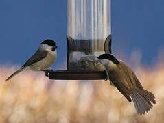 Marsh Tit