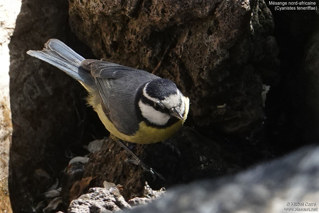 African Blue Titadult