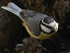 African Blue Tit