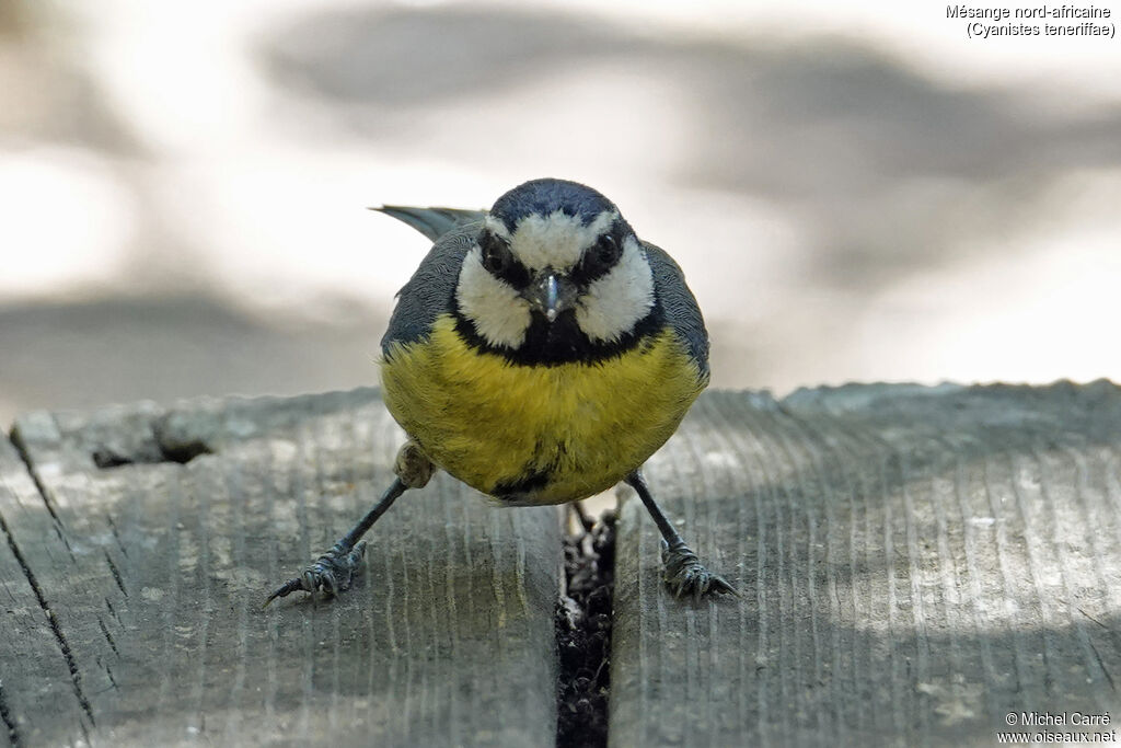 African Blue Tit