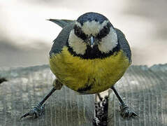 African Blue Tit