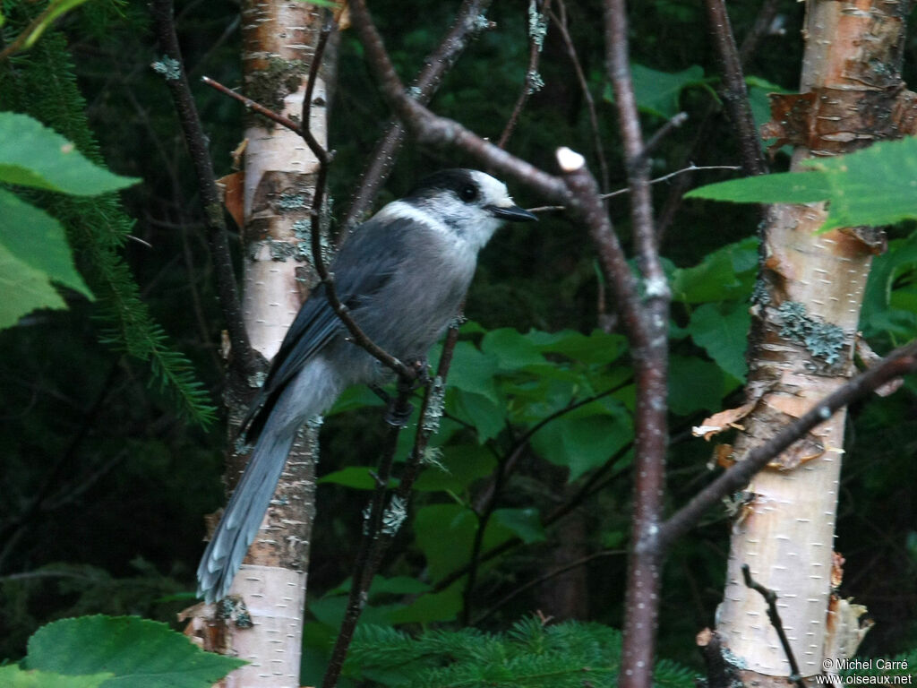 Grey Jay