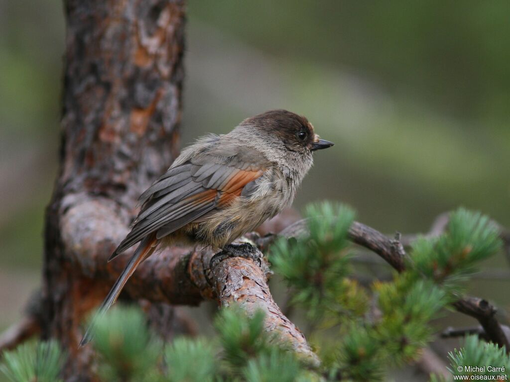 Siberian Jay