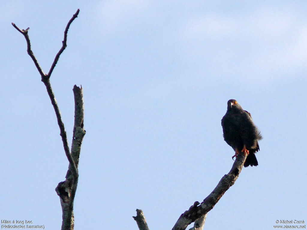 Slender-billed Kite