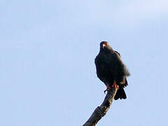 Slender-billed Kite