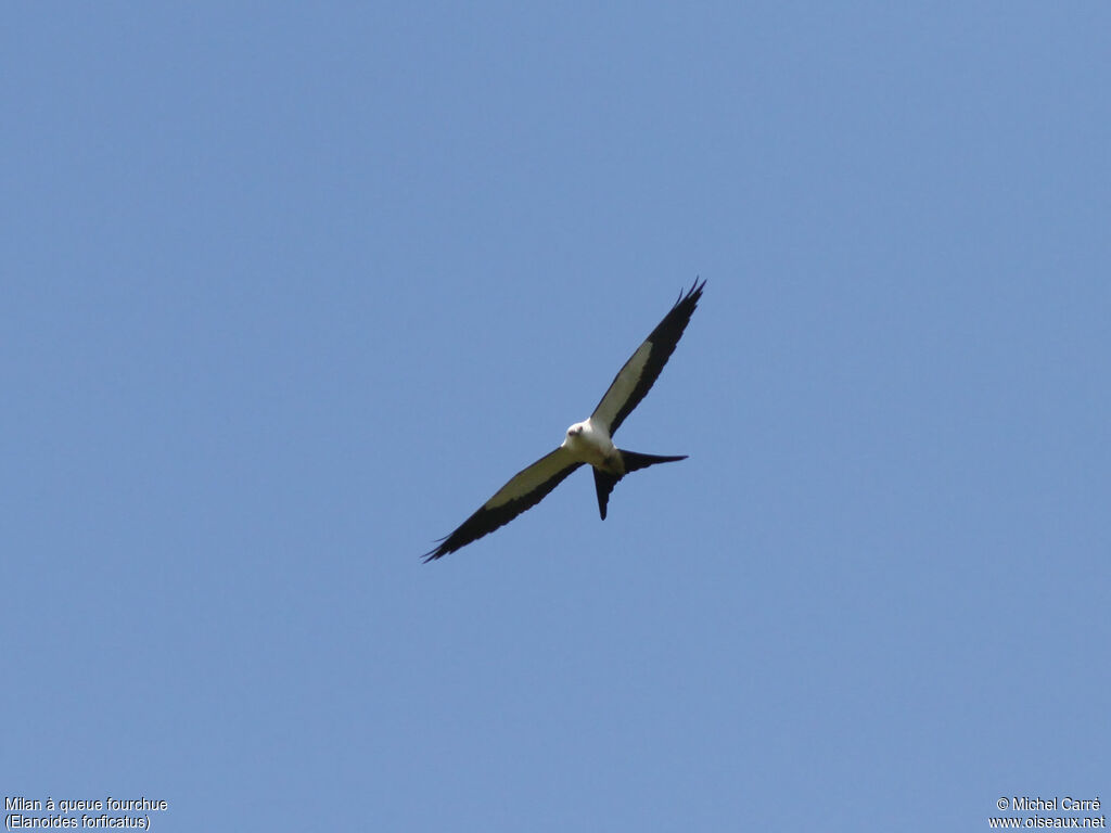 Swallow-tailed Kite