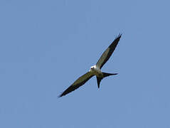 Swallow-tailed Kite