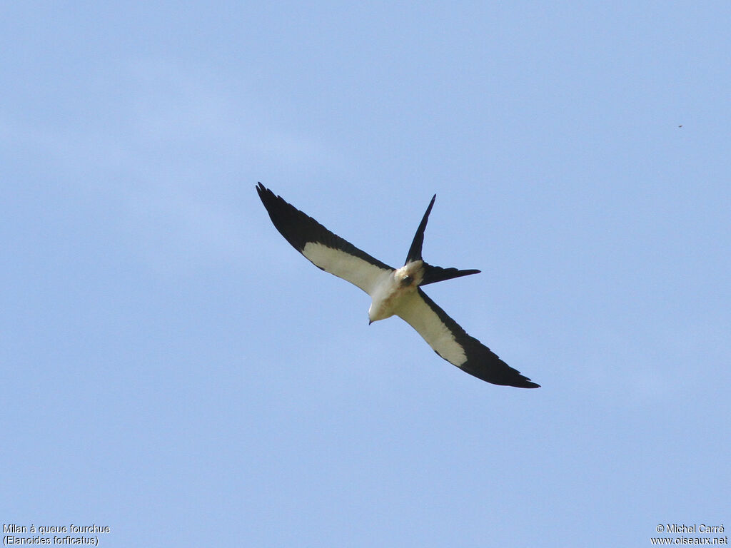 Swallow-tailed Kite