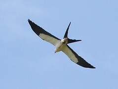 Swallow-tailed Kite