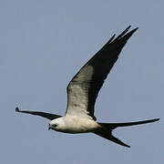 Swallow-tailed Kite