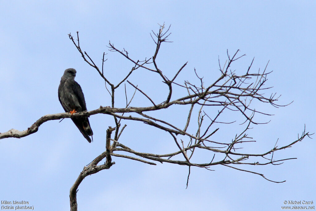 Plumbeous Kiteadult