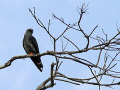 Plumbeous Kite