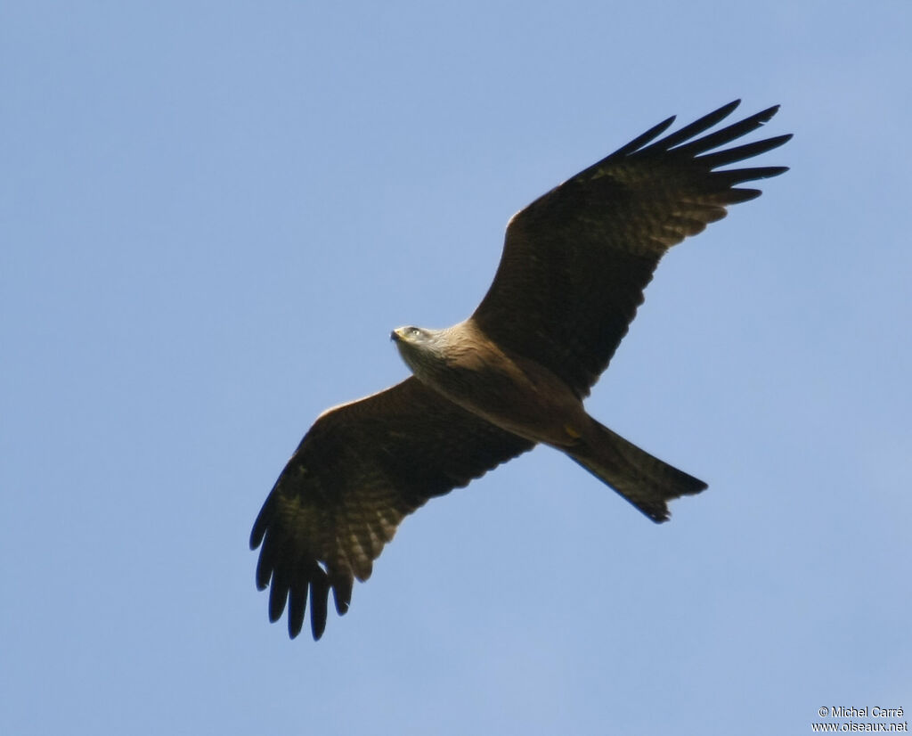 Black Kiteadult, Flight