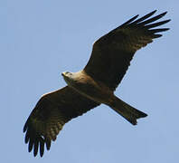 Black Kite