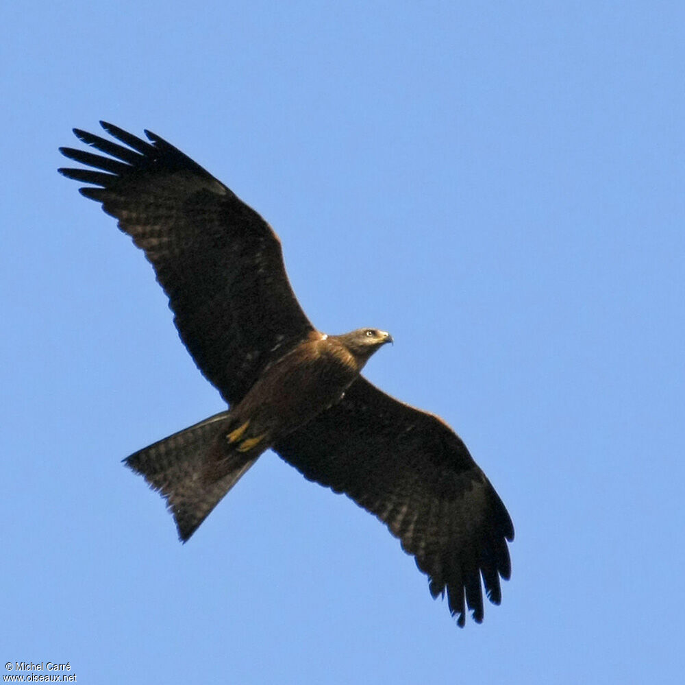 Black Kite