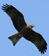 Black Kite