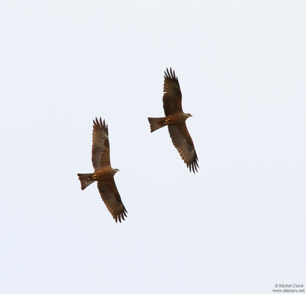 Black Kite , Flight, Behaviour