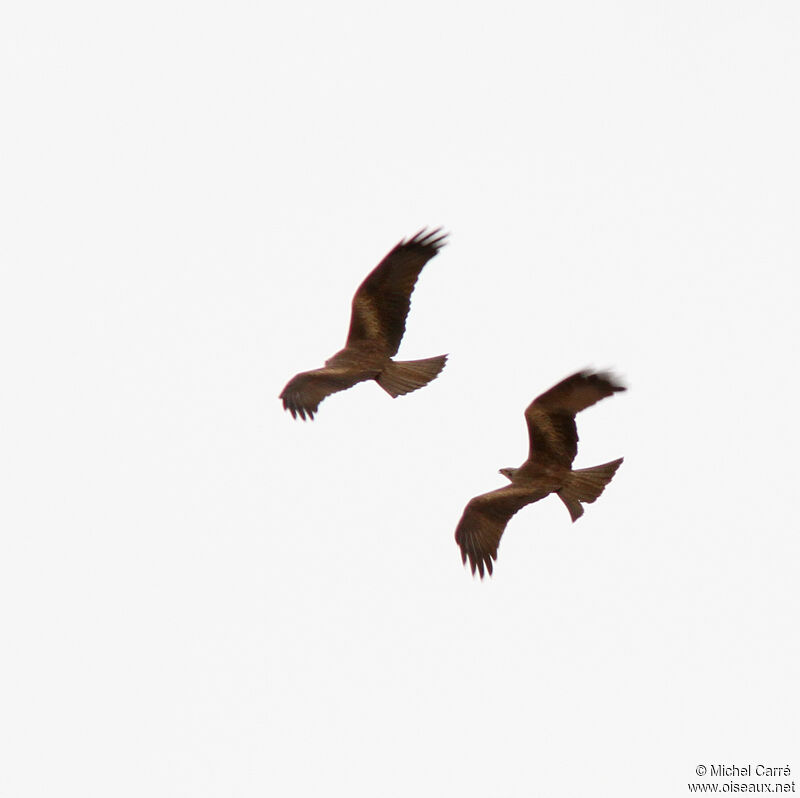 Black Kite adult, Flight, Behaviour