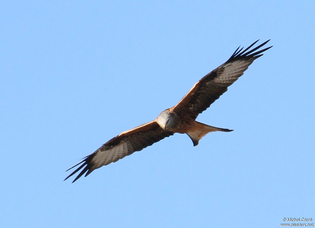 Red Kiteadult, Flight