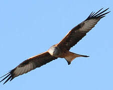 Red Kite