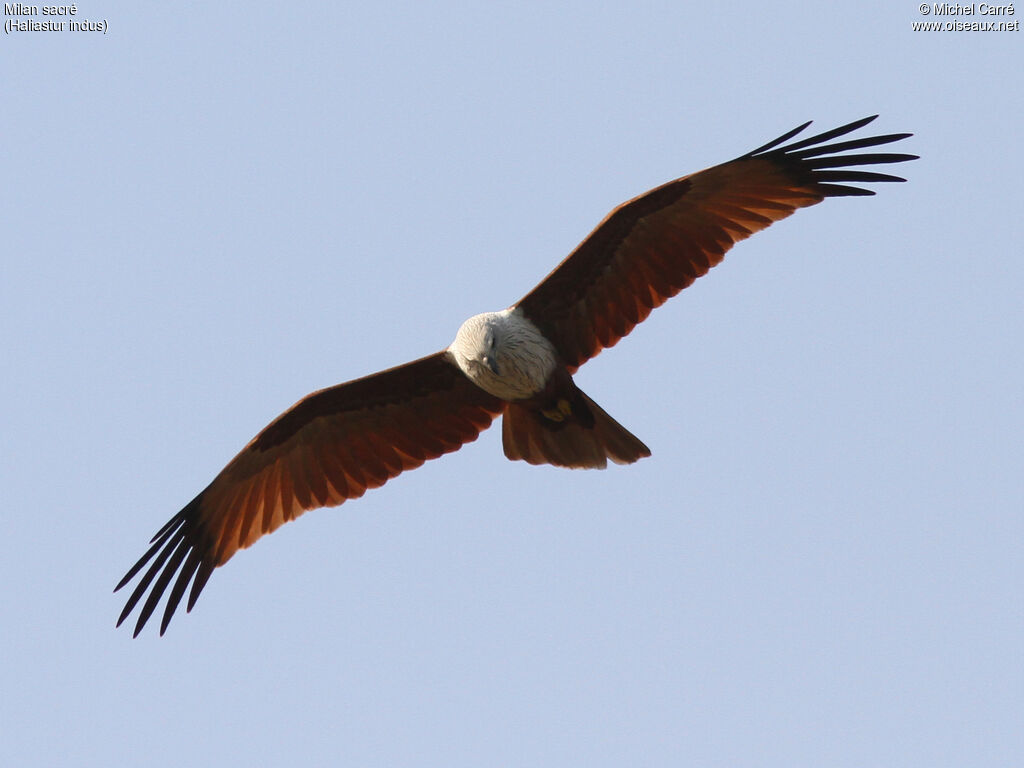 Brahminy Kite