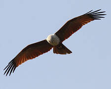 Brahminy Kite