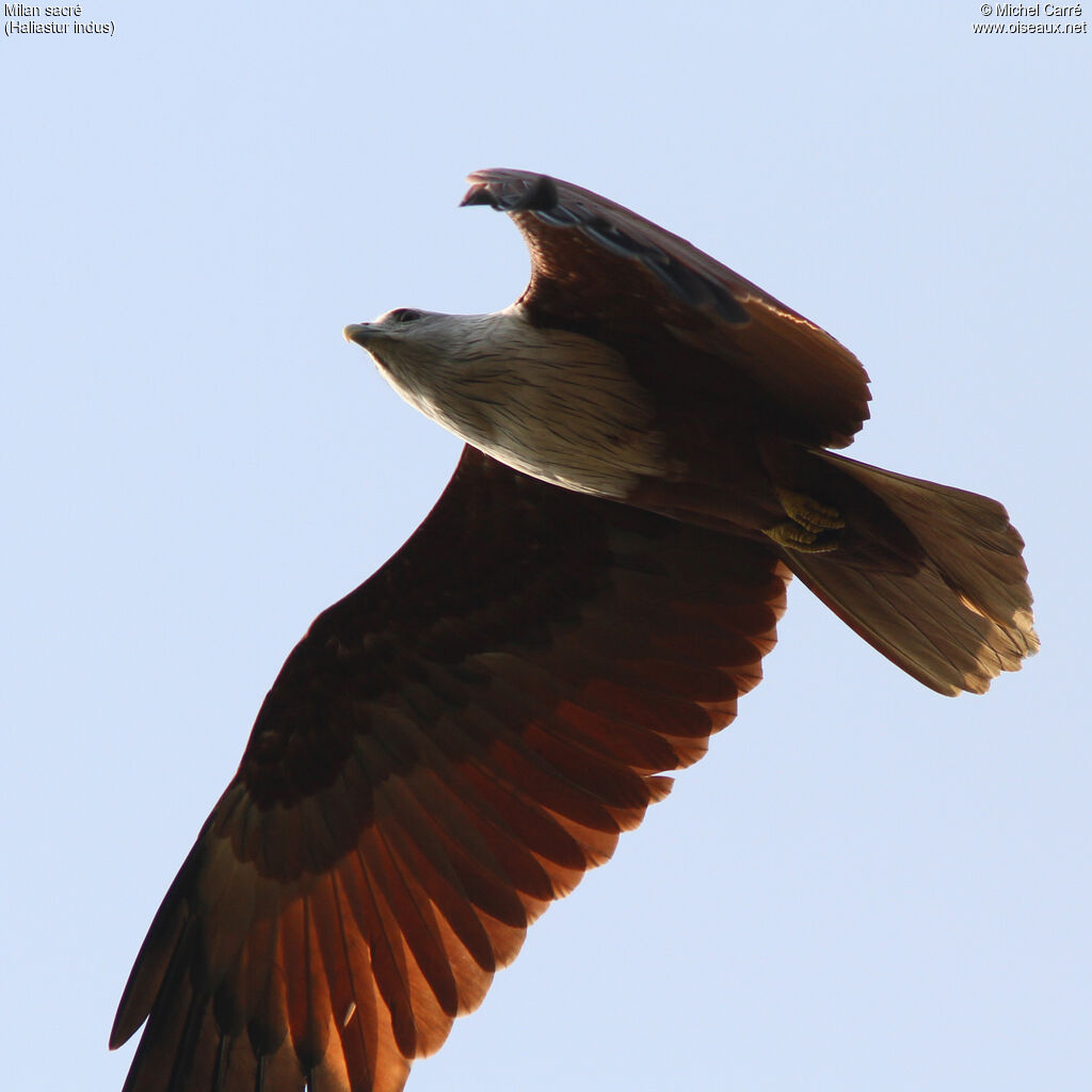 Brahminy Kiteadult