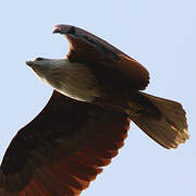 Brahminy Kite