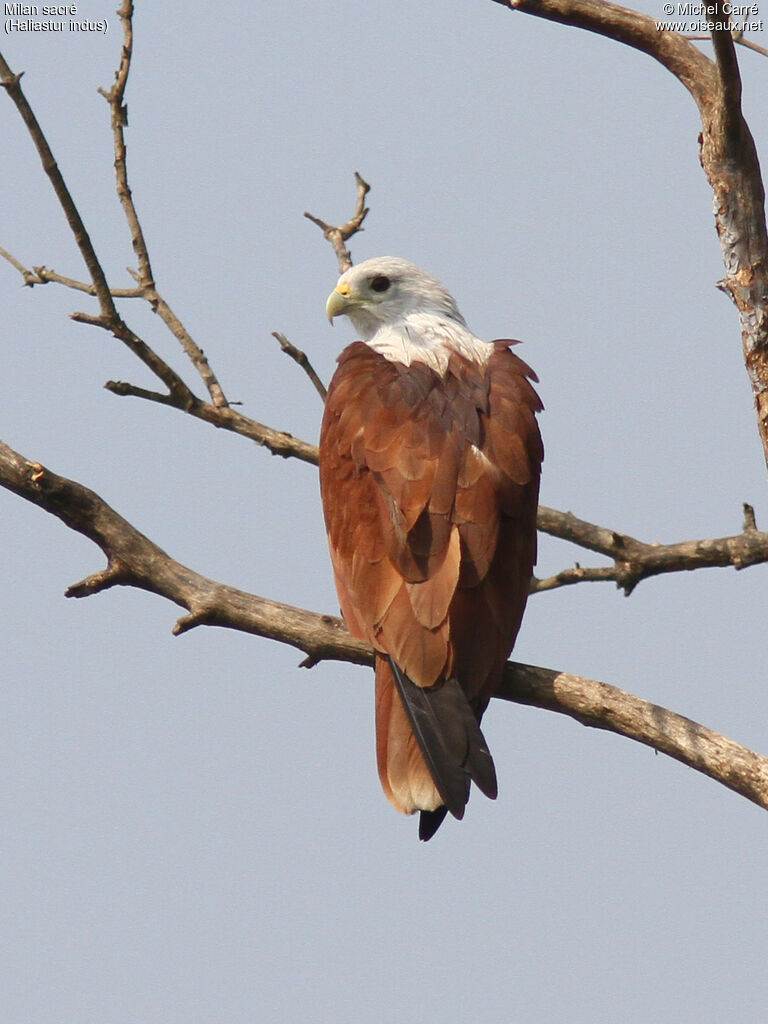 Brahminy Kiteadult