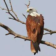 Brahminy Kite